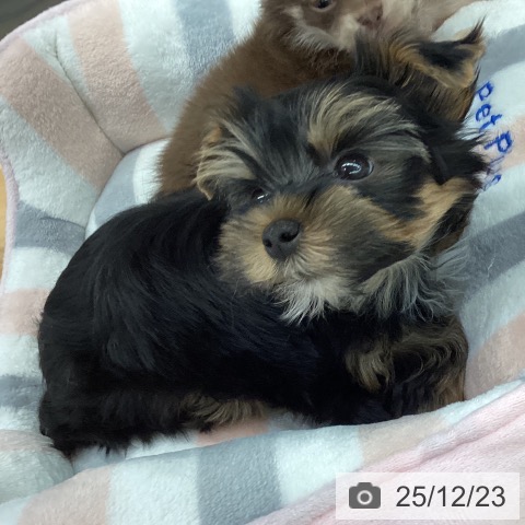 長野県のヨークシャーテリア (ペットプラス 松本店/2025年10月15日生まれ/男の子/スチールブルータン)の子犬の3枚目の画像