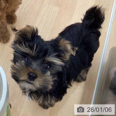 長野県のヨークシャーテリア (ペットプラス 松本店/2025年10月15日生まれ/男の子/スチールブルータン)の子犬の3枚目の画像