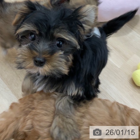 長野県のヨークシャーテリア (ペットプラス 上田店/2025年10月15日生まれ/男の子/スチールブルータン)の子犬の4枚目の画像