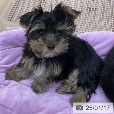 長野県のヨークシャーテリア (ペットプラス 上田店/2025年10月15日生まれ/男の子/スチールブルータン)の子犬の3枚目の画像