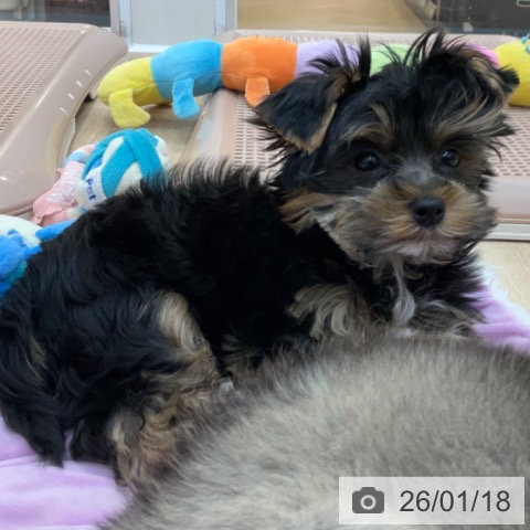 長野県のヨークシャーテリア (ペットプラス 上田店/2025年10月15日生まれ/男の子/スチールブルータン)の子犬の4枚目の画像