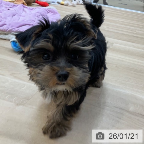 長野県のヨークシャーテリア (ペットプラス 上田店/2025年10月15日生まれ/男の子/スチールブルータン)の子犬の3枚目の画像