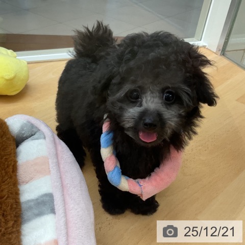 埼玉県のトイプードル(トイ) (ペットプラス 浦和美園店/2025年10月14日生まれ/男の子/シルバー)の子犬の4枚目の画像