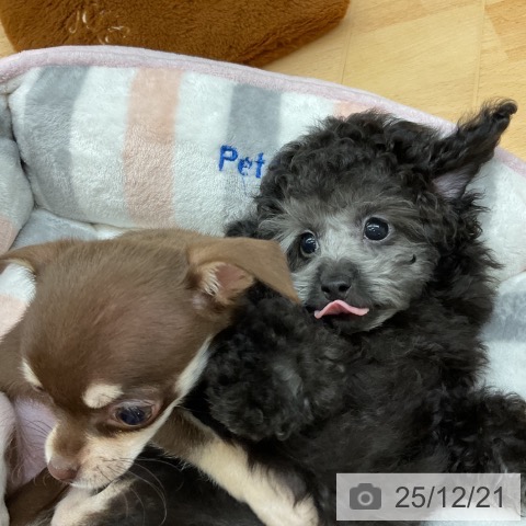 埼玉県のトイプードル(トイ) (ペットプラス 浦和美園店/2025年10月14日生まれ/男の子/シルバー)の子犬の3枚目の画像