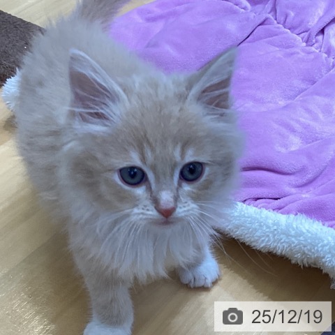 ラガマフィンの写真