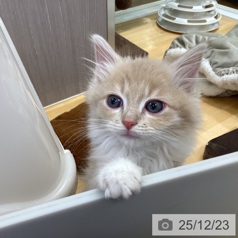 香川県のラガマフィン (ペットプラス 綾川店/2025年10月16日生まれ/男の子/クリームタビーホワイト)の子猫の3枚目の画像