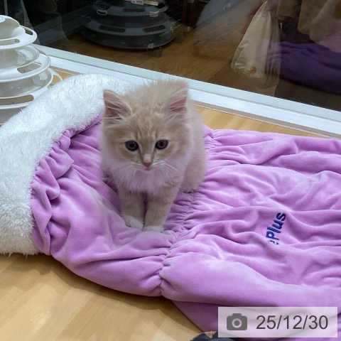 香川県のラガマフィン (ペットプラス 綾川店/2025年10月16日生まれ/男の子/クリームタビーホワイト)の子猫の3枚目の画像