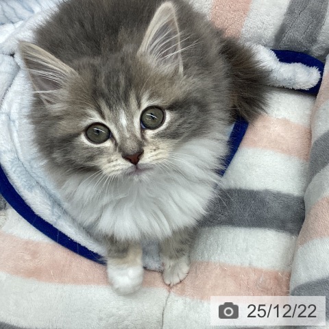 長野県のラガマフィン (ペットプラス 須坂店/2025年10月16日生まれ/女の子/ブルーパッチドタビーホワイト)の子猫の3枚目の画像