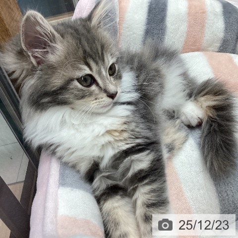 長野県のラガマフィン (ペットプラス 須坂店/2025年10月16日生まれ/女の子/ブルーパッチドタビーホワイト)の子猫の4枚目の画像