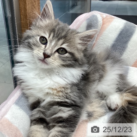 長野県のラガマフィン (ペットプラス 須坂店/2025年10月16日生まれ/女の子/ブルーパッチドタビーホワイト)の子猫の3枚目の画像