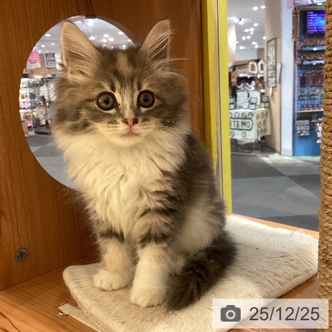 岡山県のラガマフィン (ペットプラス 岡山店/2025年10月16日生まれ/女の子/ブルーパッチドタビーホワイト)の子猫の3枚目の画像