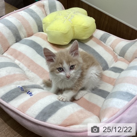 鳥取県のノルウェージャンフォレストキャット (ペッツワン 日吉津店/2025年10月17日生まれ/男の子/クリームホワイト)の子猫の4枚目の画像