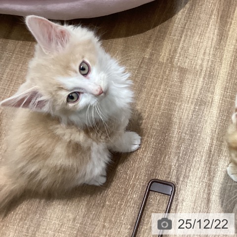 鳥取県のノルウェージャンフォレストキャット (ペッツワン 日吉津店/2025年10月17日生まれ/男の子/クリームホワイト)の子猫の3枚目の画像