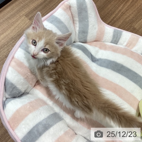 鳥取県のノルウェージャンフォレストキャット (ペッツワン 日吉津店/2025年10月17日生まれ/男の子/クリームホワイト)の子猫の4枚目の画像