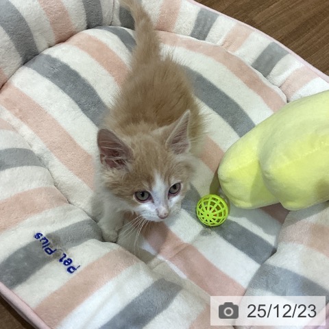 鳥取県のノルウェージャンフォレストキャット (ペッツワン 日吉津店/2025年10月17日生まれ/男の子/クリームホワイト)の子猫の3枚目の画像