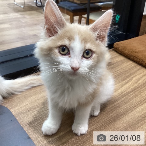 鳥取県のノルウェージャンフォレストキャット (ペッツワン 日吉津店/2025年10月17日生まれ/男の子/クリームホワイト)の子猫の3枚目の画像