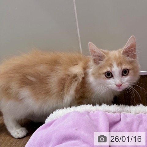 岡山県のノルウェージャンフォレストキャット (ペッツワン 岡山南店/2025年10月17日生まれ/男の子/クリームホワイト)の子猫の3枚目の画像