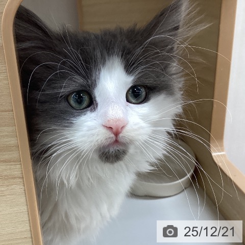 宮城県のノルウェージャンフォレストキャット (ペットプラス 仙台上杉店/2025年10月17日生まれ/女の子/ブルーホワイト)の子猫の4枚目の画像