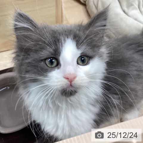 宮城県のノルウェージャンフォレストキャット (ペットプラス 仙台上杉店/2025年10月17日生まれ/女の子/ブルーホワイト)の子猫の3枚目の画像