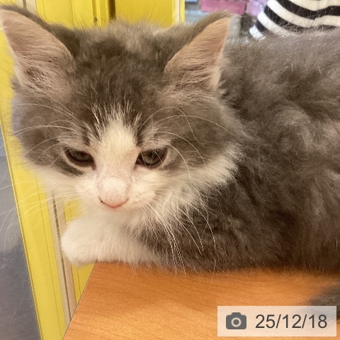 ノルウェージャンフォレストキャットの写真