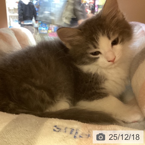 ノルウェージャンフォレストキャットの写真