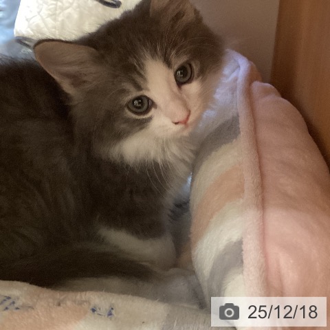 ノルウェージャンフォレストキャットの写真