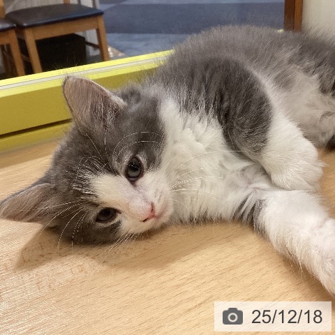 ノルウェージャンフォレストキャットの写真