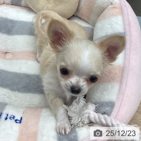 千葉県のチワワ(ロング) (ペットプラス 船橋店/2025年10月17日生まれ/男の子/クリーム)の子犬の4枚目の画像