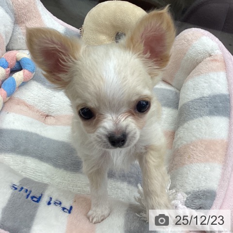 千葉県のチワワ(ロング) (ペットプラス 船橋店/2025年10月17日生まれ/男の子/クリーム)の子犬の3枚目の画像