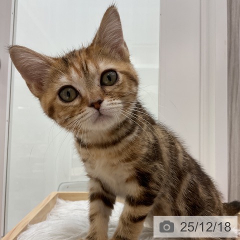 アメリカンショートヘアの写真