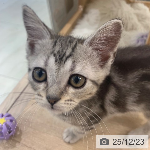 東京都のアメリカンショートヘアー (ペットプラス アクアシティお台場店/2025年10月10日生まれ/男の子/シルバータビー)の子猫の4枚目の画像