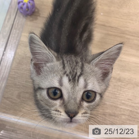 東京都のアメリカンショートヘアー (ペットプラス アクアシティお台場店/2025年10月10日生まれ/男の子/シルバータビー)の子猫の3枚目の画像