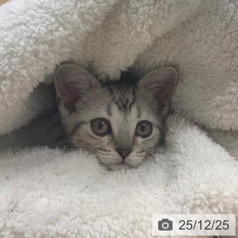 東京都のアメリカンショートヘアー (ペットプラス アクアシティお台場店/2025年10月10日生まれ/男の子/シルバータビー)の子猫の3枚目の画像