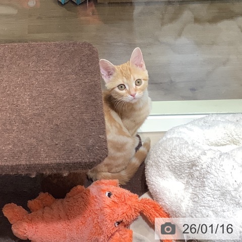 埼玉県のアメリカンショートヘアー (ペットプラス クレアモール川越店/2025年10月10日生まれ/男の子/レッドタビー)の子猫の4枚目の画像