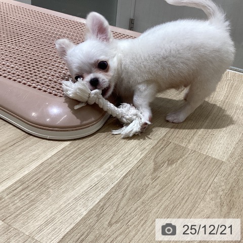 宮城県のチワワ(ロング) (ペットプラス 仙台上杉店/2025年10月17日生まれ/男の子/ホワイトクリーム)の子犬の4枚目の画像