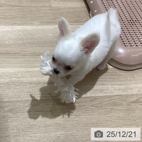 宮城県のチワワ(ロング) (ペットプラス 仙台上杉店/2025年10月17日生まれ/男の子/ホワイトクリーム)の子犬の3枚目の画像