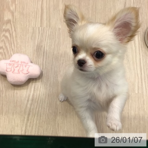 千葉県のチワワ(ロング) (ペットプラス 幕張新都心店/2025年10月17日生まれ/女の子/クリームホワイト)の子犬の4枚目の画像