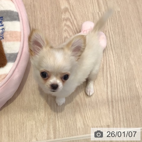 千葉県のチワワ(ロング) (ペットプラス 幕張新都心店/2025年10月17日生まれ/女の子/クリームホワイト)の子犬の3枚目の画像