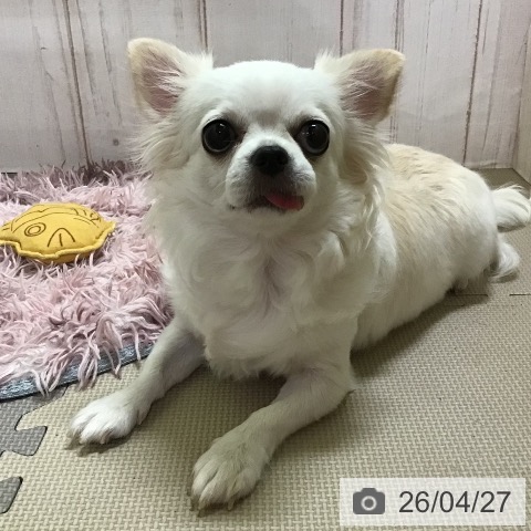チワワの写真