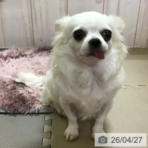 チワワの写真