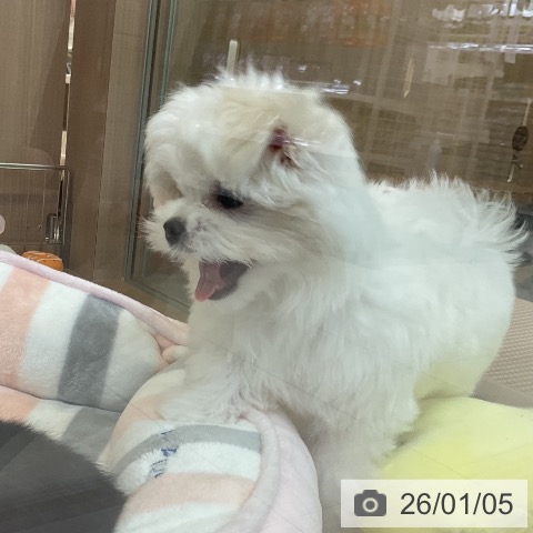 神奈川県のマルチーズ (ペッツワン 横須賀久里浜店/2025年10月17日生まれ/女の子/ホワイト)の子犬の4枚目の画像