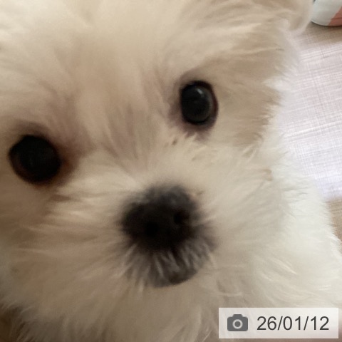 神奈川県のマルチーズ (ペッツワン 横須賀久里浜店/2025年10月17日生まれ/女の子/ホワイト)の子犬の4枚目の画像