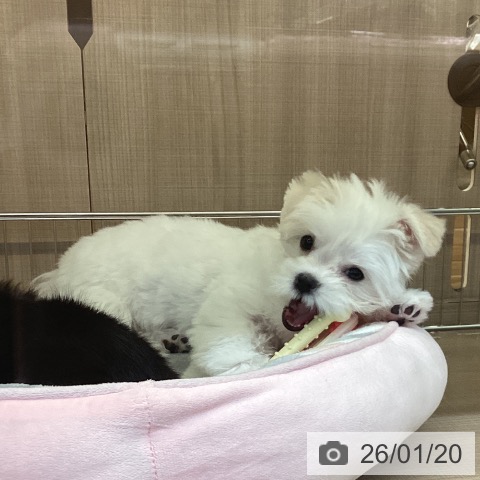神奈川県のマルチーズ (ペッツワン 横須賀久里浜店/2025年10月17日生まれ/女の子/ホワイト)の子犬の4枚目の画像