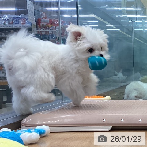 神奈川県のマルチーズ (ペッツワン 横須賀久里浜店/2025年10月17日生まれ/女の子/ホワイト)の子犬の4枚目の画像