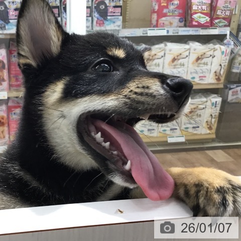 長野県の柴犬(標準サイズ) (ペットプラス 長野店/2025年10月17日生まれ/男の子/黒)の子犬の4枚目の画像