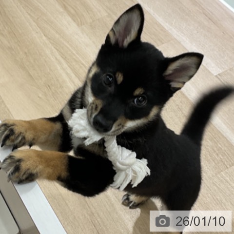 長野県の柴犬(標準サイズ) (ペットプラス 長野店/2025年10月17日生まれ/男の子/黒)の子犬の3枚目の画像