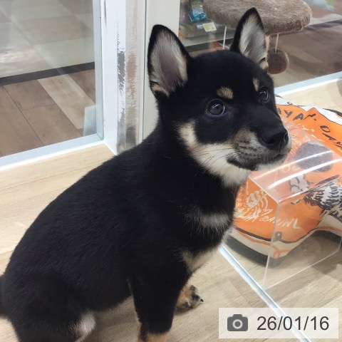 長野県の柴犬(標準サイズ) (ペットプラス 長野店/2025年10月17日生まれ/男の子/黒)の子犬の4枚目の画像