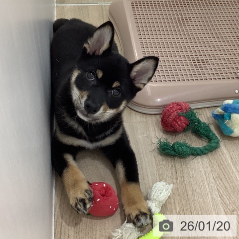 長野県の柴犬(標準サイズ) (ペットプラス 長野店/2025年10月17日生まれ/男の子/黒)の子犬の3枚目の画像