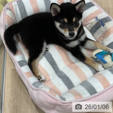 群馬県の柴犬(標準サイズ) (ペットプラス イオンモール太田店/2025年10月17日生まれ/女の子/黒)の子犬の3枚目の画像