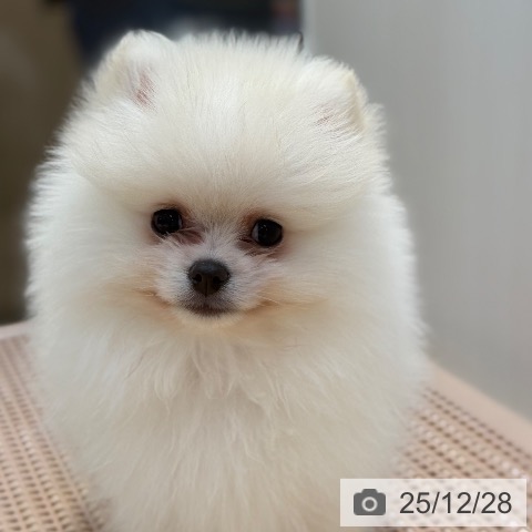 東京都のポメラニアン (ペットプラス アクアシティお台場店/2025年10月18日生まれ/男の子/クリーム)の子犬の3枚目の画像